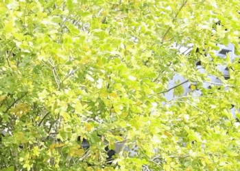 [ครบชุด] 1807028 เจ้าสาวหนีงานแต่งเพราะอะไร ละครสั้น