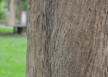 [ครบชุด] 1007155 ความดี ความกตัญญูที่ทำจะนำพาชีวิต