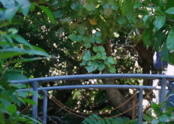 [ครบชุด] 1007255 ละครสั้นตอน พบรักพ่อหนุ่มนักทำสวน พี่น้องไทย