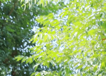 [ครบชุด] 1807335 เด็กฝึกงานสุดโก๊ะ เข้าใจผิดหัวหน้าแผนกจนได้เรื่อง