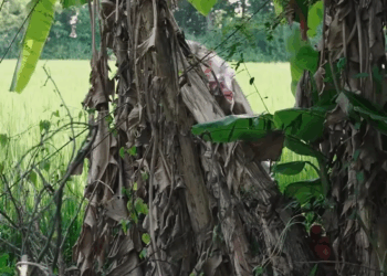 [ครบชุด] 2208021 ครอบครัวแบบนี้ อย่าได้เข้ามาเป็นสมาชิกเลย ไฟเขียว ชาแนล