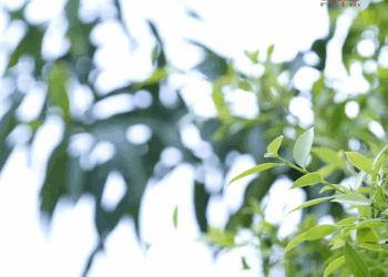 1008117 ลูกชาย CEO กร่าง