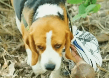 [ครบชุด] 2208051 ลูกใครทำไมมาอยู่ในป่า ไฟเขียว ชาแนล