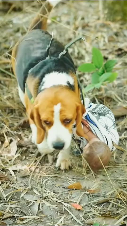 [ครบชุด] 2208051 ลูกใครทำไมมาอยู่ในป่า ไฟเขียว ชาแนล