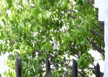 [ครบชุด] 2208259 ยืมแล้วไม่คืน ไม่มีไม่หนีไม่จ่าย