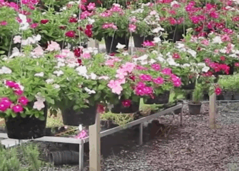 [ครบชุด] 2009399 พาเเฟนใหม่มาอวดเเฟนเก่า ตาทิพย์