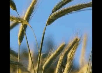 [ครบชุด] 1209351 อยากได้สาวขายบริการมาแต่งงานด้วย คิดถูกหรือคิดผิด