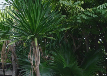 [ครบชุด] 2009310 ขอทานมาสมัครงาน