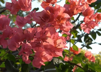 [ครบชุด] 2009087 ช่อรัก