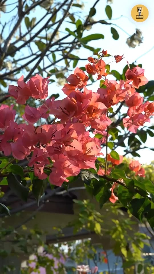 [ครบชุด] 2009087 ช่อรัก