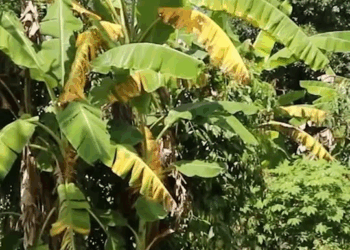 [ครบชุด] 2009095 บอกเลิกเเฟนสาวเพราะอายที่เธอมีเเม่เก็บขยะขาย ตาทิพย์