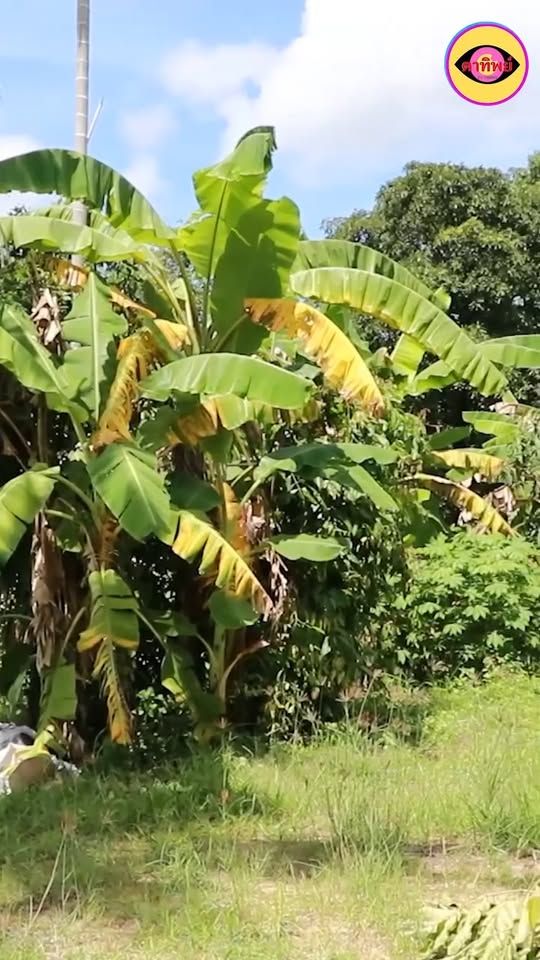 [ครบชุด] 2009095 บอกเลิกเเฟนสาวเพราะอายที่เธอมีเเม่เก็บขยะขาย ตาทิพย์