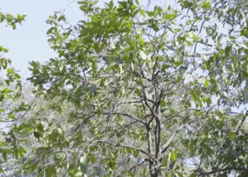 [ครบชุด] 2009196 น้องสาวไถ่เงินพี่สาวไปกินหรู