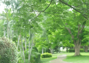 [ครบชุด] 2009232 แกล้งทำเป็นป่วย หลอกเอาเงิน