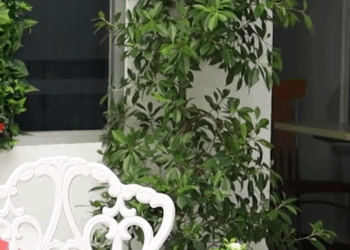 [ครบชุด] 2009026 กระจอกอย่างนายไม่มีวันทำให้ลูกฉันสบาย ตาทิพย์