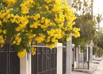 [ครบชุด] 1009270 คนที่เกิดไม่ได้เลี้ยงคนที่เลี้ยงไม่ได้เกิด มาย ปุณย์ปานวาด