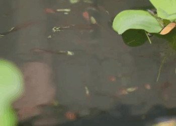 [ครบชุด] PI10188 ยอมโกหกเพื่อสร้างความสัมพันธ์ระหว่างแม่กับเมีย กระดิ่งสตูดิโอ