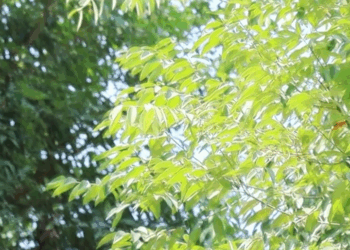 [ครบชุด] PI10272 เด็กฝึกงาuเข้าใจหัวหน้าแผนกผิดจนได้เรื่อง ละครสั้น มังกรทองฟิล์ม