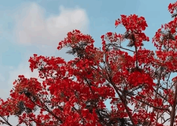 [ครบชุด] XU10309 เชื่อแม่สิ แล้วจะได้ดี