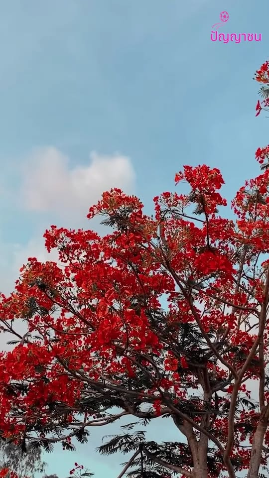 [ครบชุด] XU10309 เชื่อแม่สิ แล้วจะได้ดี