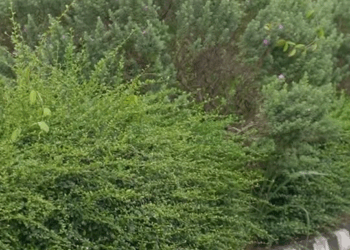 [ครบชุด] XU10186 เจอแฟนเก่า แต่เขากลับจำอะไรไม่ได้เลย