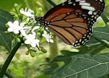 [ครบชุด] XU10292 ไม่คิดว่าชุบตัวแล้วจะชั่ วได้ขนาดนี้ รู้งี้เอาหมามาเลี้ยงยังดีกว่า