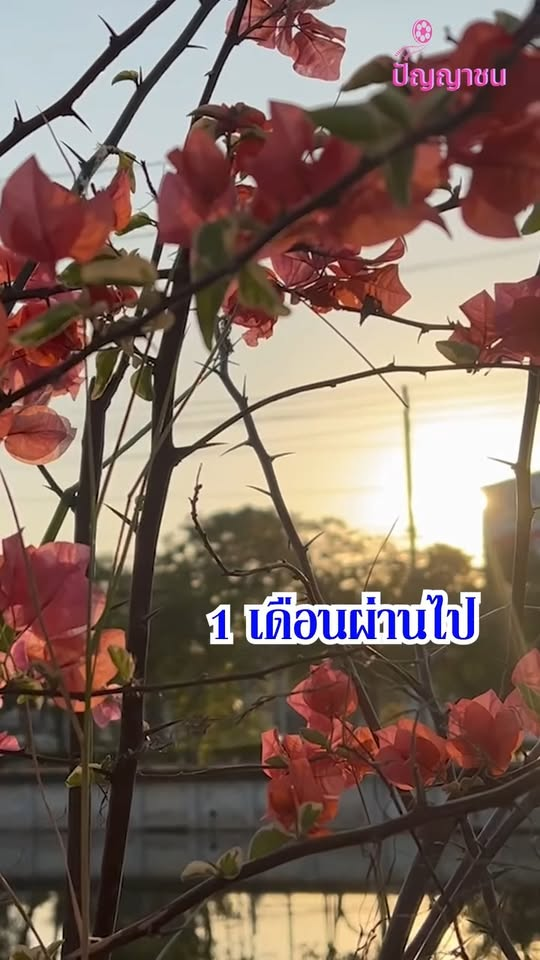 [ครบชุด] 1010258 ฉันทำทุกอย่างเพื่อความสุขสบายเท่านั้น