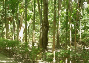 [ครบชุด] PI10173 แม่ของแฟนตัวเอง เป็นแค่คนขัดรองเท้า ความรักของแม่ยิ่งใหญ่เสมอ กระดิ่งสตูดิโอ