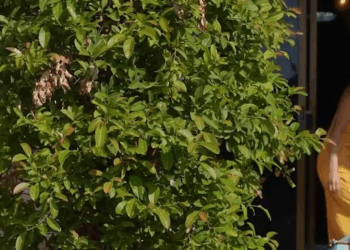 [ครบชุด] PI10179 พี่สะใภ้ท้องแก่ยังไล่ออกจากบ้าน ตอนนี้คิดจะมาขออยู่ด้วยงั้นเหรอ